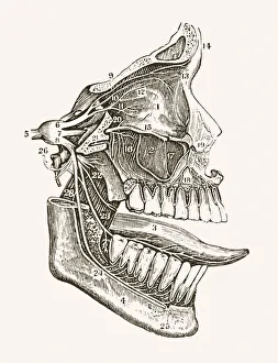 Facial Nerves 19 century medical illustration Facial Nerves 19 century medical illustration