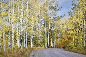 Fall colors along road in Kebler Pass, Crested Butte, Colorado, USA Fall colors along road in Kebler Pass, Crested Butte, Colorado, USA