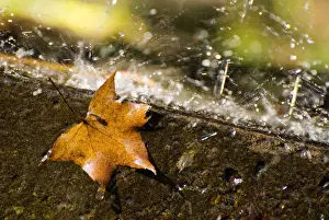 Rainy Day Photography Prints: Fallen maple leaf on a rainy day