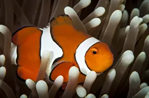 Images Dated 12th June 2012: False Clownfish Print on the Great Barrier Reef