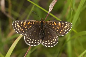 False Heath Fritillary -Melitaea diamina-, Neresheim, Baden-Wurttemberg, Germany False Heath Fritillary -Melitaea diamina-, Neresheim, Baden-Wurttemberg, Germany