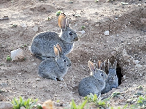 Family of small rabbits close to his burrow monitored closely over his mother., ( Species Oryctolagus cuniculus.) Family of small rabbits close to his burrow monitored closely over his mother., ( Species Oryctolagus cuniculus.)