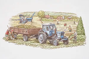 Farm workers tending fields and harvesting crops, tractor Farm workers tending fields and harvesting crops, tractor