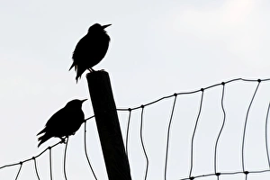 Faroe Starlings -Sturnus vulgaris faroensis- perched a fence, Suouroy, Faroe Islands Faroe Starlings -Sturnus vulgaris faroensis- perched a fence, Suouroy, Faroe Islands