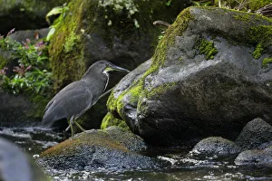 Fasciated Tiger-Heron (Tigrisoma lineatum) Fasciated Tiger-Heron (Tigrisoma lineatum)