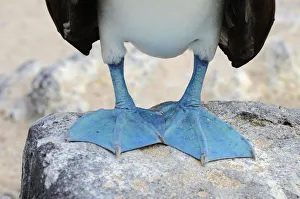 Feet of the Blue-footed Booby (Sula nebouxii), Espanola Island, Galapagos, Ecuador Feet of the Blue-footed Booby (Sula nebouxii), Espanola Island, Galapagos, Ecuador