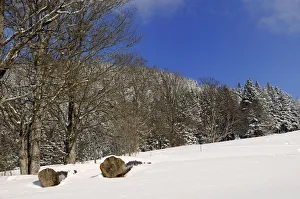 Felled trees, sycamore maple trees -Acer plantanoides- on a snow-covered meadow Felled trees, sycamore maple trees -Acer plantanoides- on a snow-covered meadow