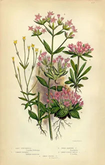 Felwort, Gentian, Gentianella, Centaury and Tufted, Victorian Botanical Illustration Felwort, Gentian, Gentianella, Centaury and Tufted, Victorian Botanical Illustration