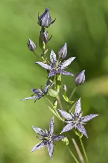Felwort -Swertia perennis-, Vorarlberg, Austria Felwort -Swertia perennis-, Vorarlberg, Austria
