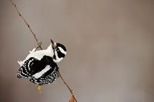 Nature wildlife/johann schumacher photography/female downy woodpecker balancing Nature wildlife/johann schumacher photography/female downy woodpecker balancing