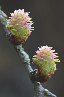 Female flowers of the larch -Larix decidua- Female flowers of the larch -Larix decidua-