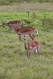 Female Impalas -Aepyceros melampus-, one checking the wind, Lake Nakuru National Park Female Impalas -Aepyceros melampus-, one checking the wind, Lake Nakuru National Park