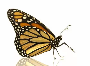 Images Dated 9th November 2005: Female monarch butterfly (Danaus plexippus), side view