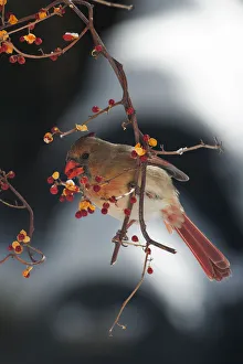 Female northern cardinal feeding on Oriental bitte Female northern cardinal feeding on Oriental bitte