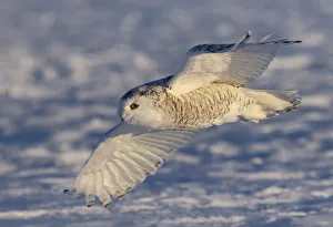 Female Snowy owl flying low hunting over the snow in Canada Female Snowy owl flying low hunting over the snow in Canada