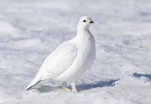 Female Willow Grouse or Willow Ptarmigan -Lagopus lagopus-, in winter plumage, Haines Pass, British Columbia, B, C Female Willow Grouse or Willow Ptarmigan -Lagopus lagopus-, in winter plumage, Haines Pass, British Columbia, B, C