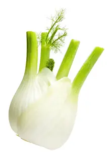 Studio Shot Of Fennel Prints: Fennel