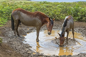 Feral horses, mud bath, Easter Island, Chile Feral horses, mud bath, Easter Island, Chile