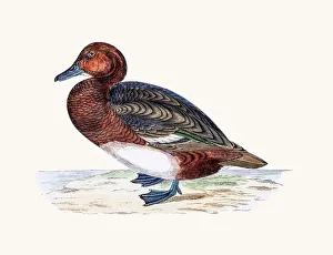 Digital vision vectors/bird lithographs/ferruginous duck waterfowl bird Digital vision vectors/bird lithographs/ferruginous duck waterfowl bird
