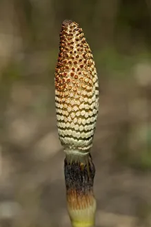 Fertile spore-bearing stem of a Field Horsetail or Common Horsetail -Equisetum arvense Fertile spore-bearing stem of a Field Horsetail or Common Horsetail -Equisetum arvense