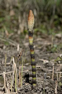 Fertile spore-bearing stem of a Field Horsetail or Common Horsetail -Equisetum arvense Fertile spore-bearing stem of a Field Horsetail or Common Horsetail -Equisetum arvense