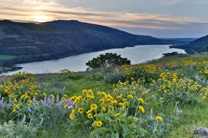 Field of Balsamroot (Balsamorhiza) and Lupine (Lupinus) on hills above Columbia River in Field of Balsamroot (Balsamorhiza) and Lupine (Lupinus) on hills above Columbia River in
