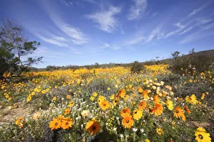 Field of Colourful Namaqualand Daisies (Dimorphotheca sinuata) Scenic Field of Colourful Namaqualand Daisies (Dimorphotheca sinuata) Scenic