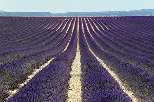 Field of lavender -Lavandula angustifolia-, Valensole, Alpes-de-Haute-Provence, Provence-Alpes-Cote dAzur, France Field of lavender -Lavandula angustifolia-, Valensole, Alpes-de-Haute-Provence, Provence-Alpes-Cote dAzur, France
