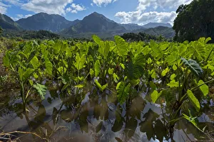 Field with Taro, Kauai, Hawaii, United States Field with Taro, Kauai, Hawaii, United States