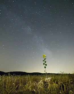 Field of wheat with a sunflower and the lacteal Field of wheat with a sunflower and the lacteal