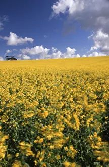 A Field of Yellow Canola Flowers Blowing in the Wind A Field of Yellow Canola Flowers Blowing in the Wind