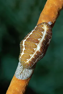 Fingerprint Flamingo Tongue -Cyphoma signatum- crawling over sponge, Little Tobago, Trinidad and Tobago Fingerprint Flamingo Tongue -Cyphoma signatum- crawling over sponge, Little Tobago, Trinidad and Tobago