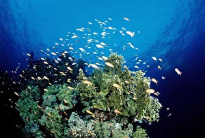 Fire corals (Millepora) with anthias (Anthiinae), Red Sea, Sudan Fire corals (Millepora) with anthias (Anthiinae), Red Sea, Sudan