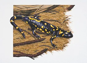 Fire salamander, Salamandra salamandra, black with yellow markings Fire salamander, Salamandra salamandra, black with yellow markings