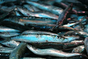 Fish on a market, French Riviera, France, Europe Fish on a market, French Riviera, France, Europe