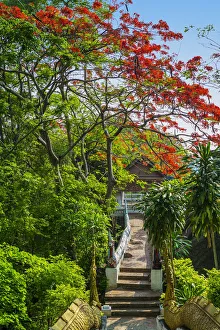 Flamboyant in Phu Si hill in Luang Prabang Flamboyant in Phu Si hill in Luang Prabang