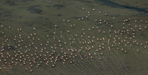 Flamingo flock, Pink Flamingos -Phoenicopterus roseus-, above the low water Flamingo flock, Pink Flamingos -Phoenicopterus roseus-, above the low water