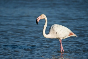 Flamingo -Phoenicopteridae-, standing in water, Camargue, Southern France, France Flamingo -Phoenicopteridae-, standing in water, Camargue, Southern France, France