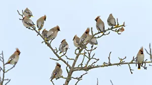 Flock of Bohemian Waxwings -Bombycilla garrulus- resting on an apple tree Flock of Bohemian Waxwings -Bombycilla garrulus- resting on an apple tree