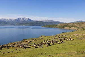 Flock of sheep at Lake Van or Van Golu near Tatvan, Bitlis Province Flock of sheep at Lake Van or Van Golu near Tatvan, Bitlis Province