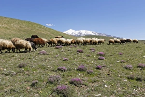 A flock of sheep on a mountain pasture in the Taurus Mountains A flock of sheep on a mountain pasture in the Taurus Mountains