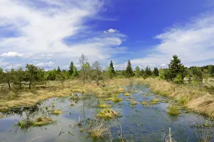 Flooded bog with Peat Moss -Sphagnum sp.- and dead pines, Grundbeckenmoor marsh near Rosenheim, Inntal, Voralpenland Flooded bog with Peat Moss -Sphagnum sp.- and dead pines, Grundbeckenmoor marsh near Rosenheim, Inntal, Voralpenland