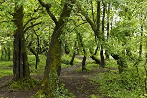 Floodplain forest at Koycegiz Lake with Oriental Sweetgum or Turkish Sweetgum trees -Liquidambar orientalis-, Dalyan Floodplain forest at Koycegiz Lake with Oriental Sweetgum or Turkish Sweetgum trees -Liquidambar orientalis-, Dalyan