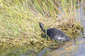 Florida redbelly turtle, Pseudemys nelsoni, sunning itself on a creek bank Florida redbelly turtle, Pseudemys nelsoni, sunning itself on a creek bank