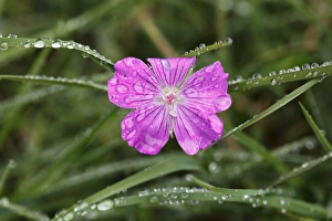 Flower of Bloody Cranesbill (Geranium sanguineum) with dew, Burren, Ireland, Europe Flower of Bloody Cranesbill (Geranium sanguineum) with dew, Burren, Ireland, Europe
