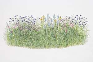 Flower border, including Aquilegia vulgaris or Columbine, Gladiolus byzantinus Flower border, including Aquilegia vulgaris or Columbine, Gladiolus byzantinus