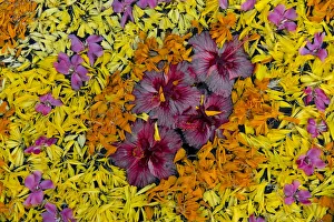 Flower decoration in the water, Kerala, India Flower decoration in the water, Kerala, India