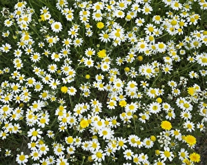 Flower meadow with marguerites, Andalucia, Spain Flower meadow with marguerites, Andalucia, Spain