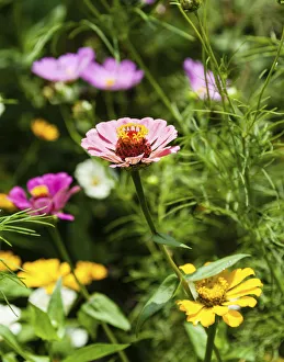 Flower meadow with Zinnias -Zinnia violacea-, India Flower meadow with Zinnias -Zinnia violacea-, India