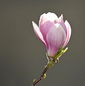 Flower of the Tulip Magnolia -Magnolia x soulangeana-, Amabilis cultivar Flower of the Tulip Magnolia -Magnolia x soulangeana-, Amabilis cultivar